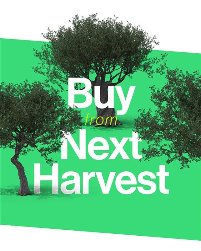 Origino Olive Oil