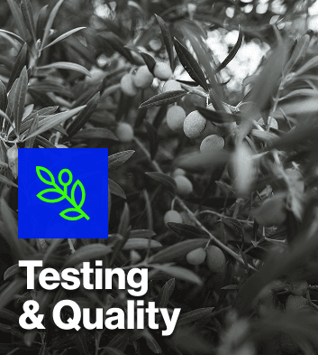 Decorative olive branches with olives